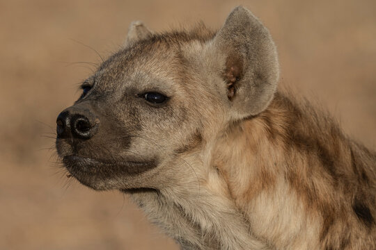 Spotted hyaena {Crocuta crocuta} portrait, Mashatu, Botswana,