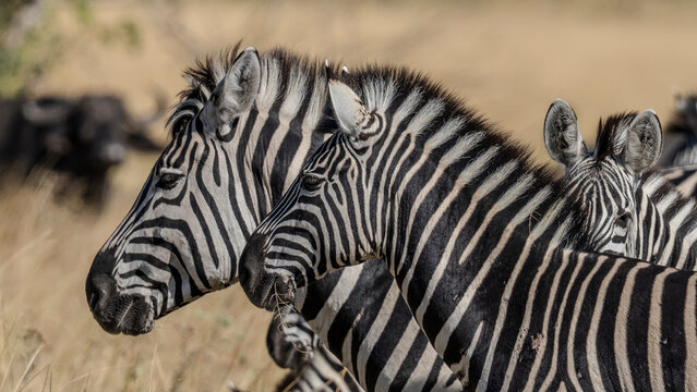 Plains Zebras (Equus quagga), Okavango Delta, Botswana,