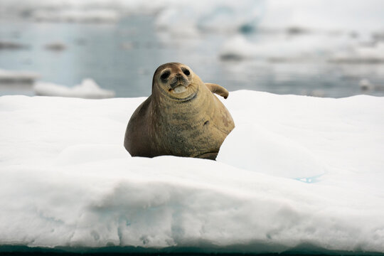 Crabeater seal (Lobodon carcinophaga) on iceberg, Paradise Harbour, Antarctica,