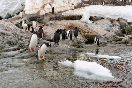 Gentoo penguins (Pygoscelis papua), Paradise Harbour, Antarctica,