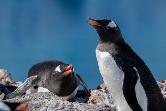 Gentoo penguins (Pygoscelis papua), Neko Harbour, Antarctica,