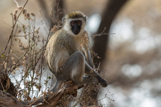 Vervet monkey (Chlorocebus pygerythrus), Lake Manyara National Park, Tanzania,