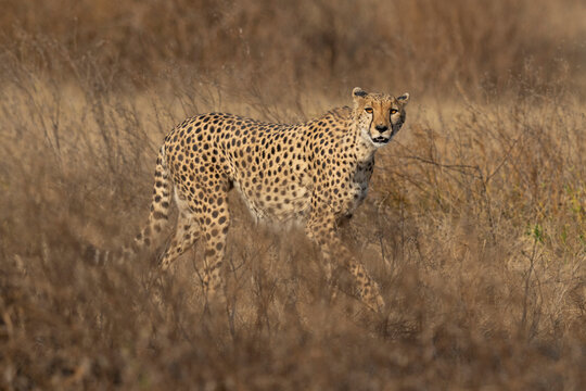 Cheetah (Acinonyx jubatus), Ndutu, Ngorongoro Conservation Area, Serengeti, Tanzania,