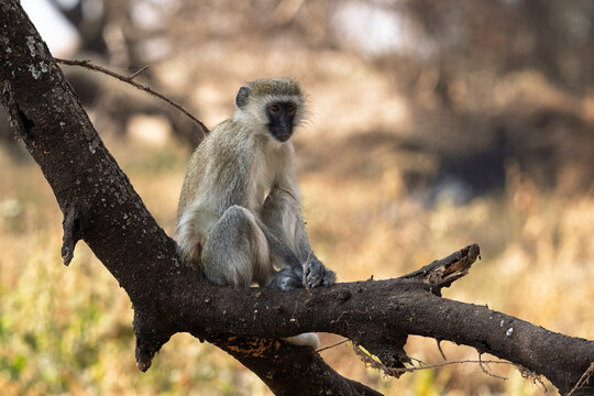 Vervet monkey (Chlorocebus pygerythrus), Lake Manyara National Park, Tanzania,