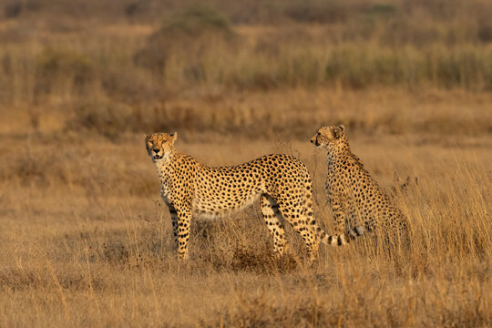 Cheetah (Acinonyx jubatus), Ndutu, Ngorongoro Conservation Area, Serengeti, Tanzania,