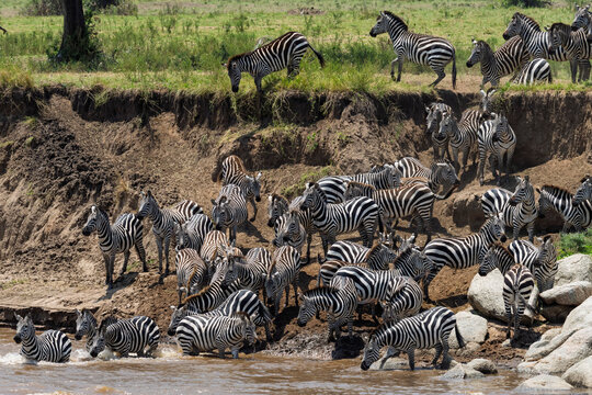 Plains zebras (Equus quagga) crossing the Mara River, Serengeti National Park, Tanzania,