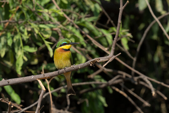 Little Bee-eater (Merops pusillus) perched in branch, Lake Manyara National Park, Tanzania,