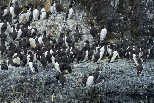 Common guillemot (Uria aalge) colony on a rock hit by a storm, Bear Island, Svalbard, Norway.
