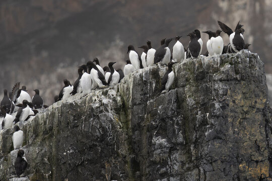 Common guillemot (Uria aalge) colony on a rock hit by a storm, Bear Island, Svalbard, Norway.