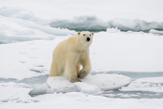 Polar bear (Ursus maritimus) on sea ice, off the coast of Svalbard, Arctic sea, Norway.