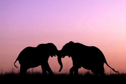 Elephants (Loxodonta africana) sparring at sunset, Chobe national park, Botswana