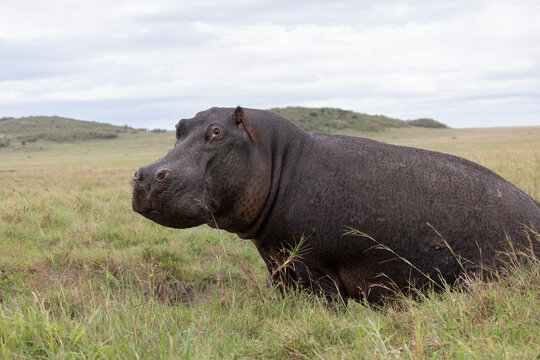 Hippo (Hippopotamus amphibius), Masai Mara, Kenya