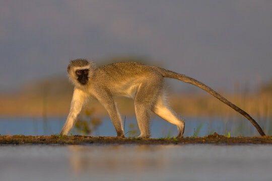 Vervet monkey (Chlorocebus pygerythrus), Zimanga nature reserve, KwaZulu-Natal, South Africa