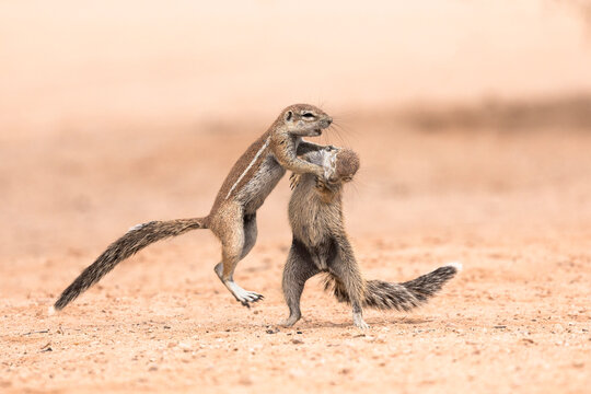 Ground squirrels (Geosciurus inauris) fighting, Kgalagadi transfrontier park, Northern Cape, South Africa