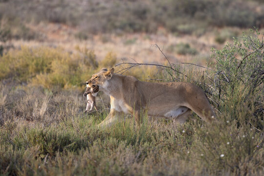 Lioness (Panthera leo) carrying cub, Kgalagadi transfrontier park, Northern Cape, South Africa