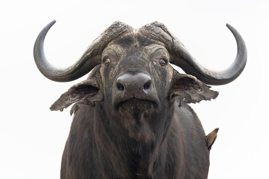 Cape buffalo (Syncerus caffer), Zimanga game reserve, KwaZulu-Natal, South Africa