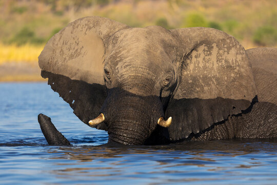 Elephant (Loxodonta africana) crossing Chobe river, Chobe national park, Botswana