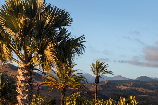 Palm trees and a view of the rugged mountain landscape in the centre of the Spanish Canaries island of Gran Canaria