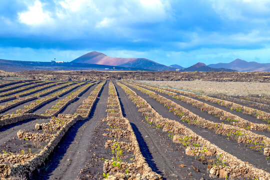 Traditional walled vineyard (to protect against the prevailing winds) in the volcanic Canaries Island of Lanzarote