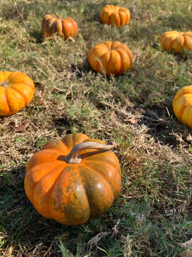 umpkin Patch Field with Scattered Orange Pumpkins