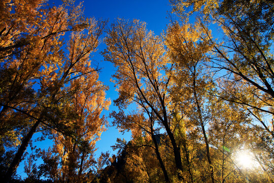 Forest in autumn near Chulilla, Valencia, Spain