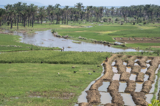 Agriculture on a bank of Tanganyika lake, Burundi