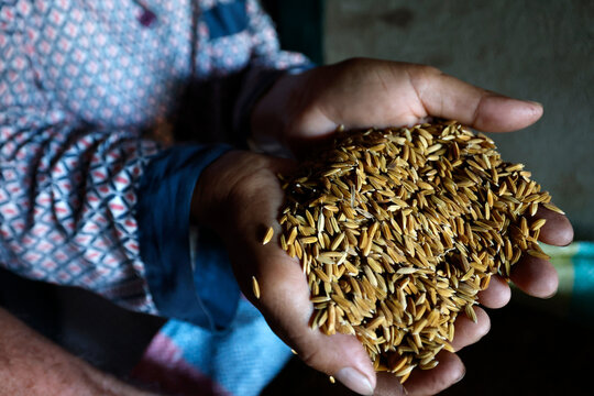 Portrait of a Cambodian farmer holding rice in her hands beside large sacks, indoor storage. Siem Reap. Cambodia.