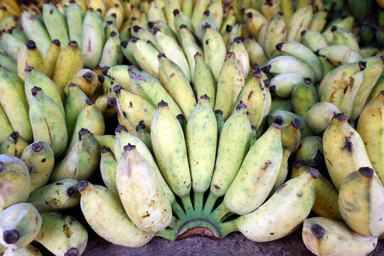 Fresh small bananas with mottled green-yellow skin displayed in abundance at market. Siem Reap. Cambodia.