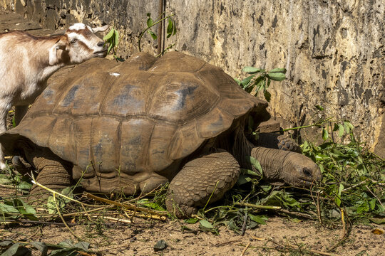 Domaine de la Bourdonnais, Mapou, Mauritius. Goat and turtle