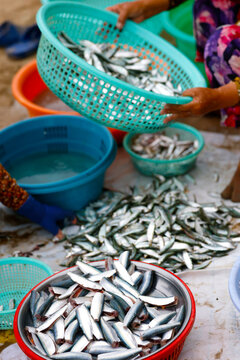 Headless sardines split open reveal rich flesh tones at a Vietnamese fish market. Vung Tau. Vietnam.