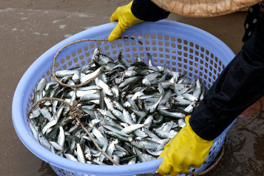 Headless sardines split open reveal rich flesh tones at a Vietnamese fish market. Vung Tau. Vietnam.