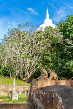 View of Toque Macaque (Macaca sinica) monkey's at Maha Stupa at Mihintale Maha Seya on a sunny day, Anuradhapura, Sri Lanka