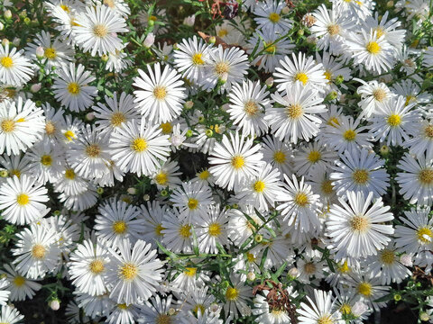 White aster flowers blooming in autumn. In Romania