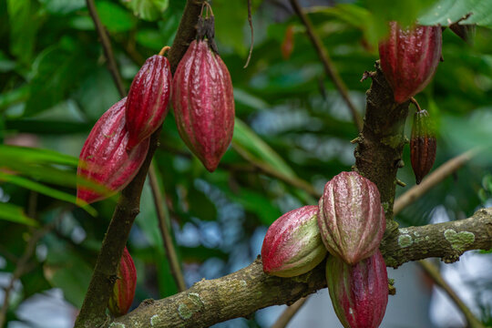 View of cocoa pods hanging in trees, Dambulla, Central district, Sri Lanka