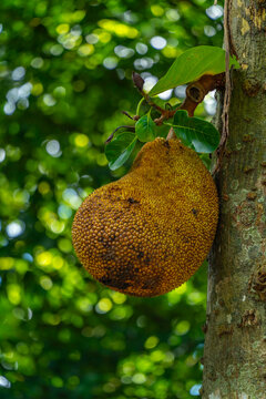 View of Jackfruit (Artocarpus Heterophyllus), Dambulla, Central district, Sri Lanka