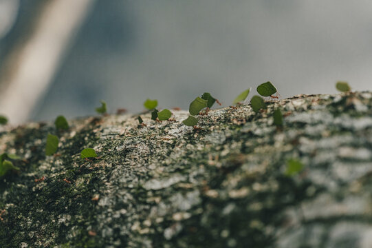 View of leafcutter ants carrying green leaf fragments across a textured, mossy tree bark in Puerto Viejo de Talamanca, Limon Province, Costa Rica.