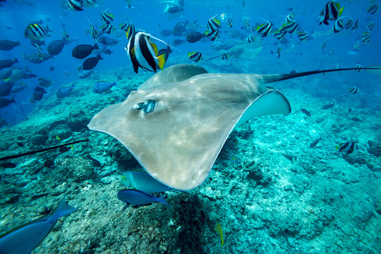 An adult pink whipray, Pateobatis fai, gathering at a feeding location in South Ari Atoll, Maldives