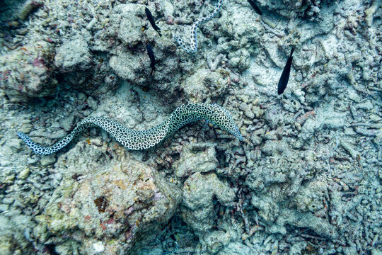Adult laced moray eel, Gymnothorax favagineus, free swimming on the reef in South Ari Atoll, Maldives