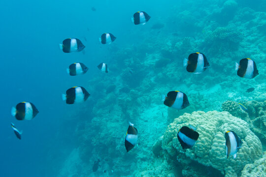 Adult black pyramid butterflyfish, Hemitauricthys zoster, swimming on the reef in South Ari Atoll, Maldives