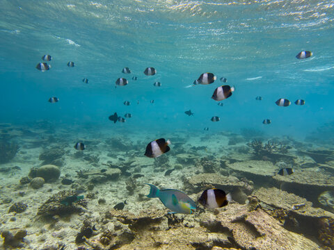 Adult black pyramid butterflyfish, Hemitauricthys zoster, swimming on the reef in South Ari Atoll, Maldives