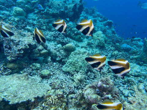 Adult phantom bannerfish, Heniochus pleurotaenia, swimming on the reef in South Ari Atoll, Maldives