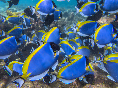 Adult powder blue tangs, Acanthurus leucosternon, schooling on the reef in South Ari Atoll, Maldives