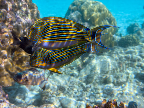 Adult striped surgeonfish, Acanthurus lineatus, swimming on the reef in South Ari Atoll, Maldives