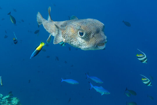 Adult spotted porcupinefish, Diodon hystrix, being cleaned on the reef in South Ari Atoll, Maldives