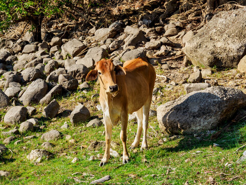 Cow at the lakefront, Cerron Grande Reservoir or Lake Suchitlan, Suchitoto, border of Cuscatlan and Chalatenango Departments, El Salvador