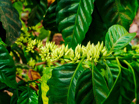 Coffea clusters of budding flowers, Coffee Plantation, Santa Ana Department, El Salvador