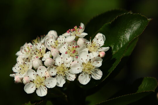 Aronia-Bl&uuml;ten mit Blatt