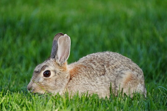 Cottontail Rabbit (Sylvilagus floridanus) on grass