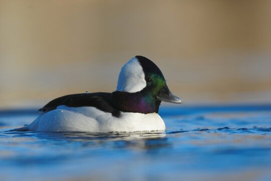 Male Bufflehead Duck (Bucephala albeola) on water