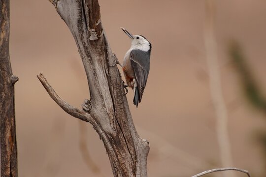 White-breasted Nuthatch (Sitta carolinensis) with seed in beak